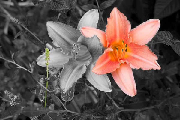 Flowers in Black and White